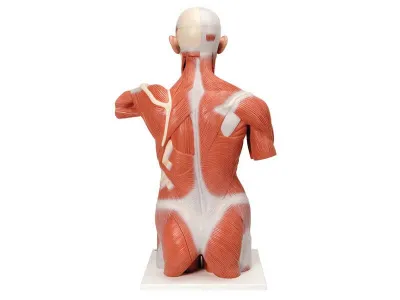 Торс с мышцами, в натуральную величину, 27 частей 3B Smart Anatomy_1