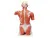 Торс с мышцами, в натуральную величину, 27 частей 3B Smart Anatomy_1 Торс с мышцами, в натуральную величину, 27 частей 3B Smart Anatomy_1