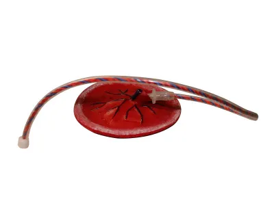 310_Плацента_с_пуповиной_1