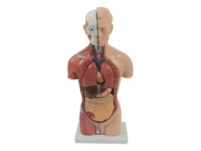 T006 Модель мужского торса разборная 42 см 13 частей