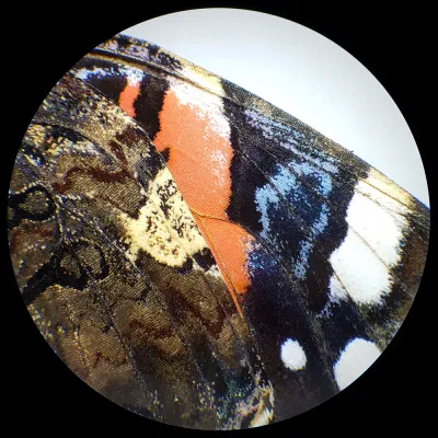 76449_bresser-analyth-str-10-40x-stereo-microscope_10