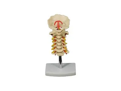 YAL032 Модель шейного отдела позвоночника (на подставке)