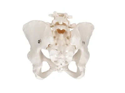 Модель женского таза 3B Smart Anatomy_3