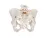 Модель женского таза 3B Smart Anatomy_3