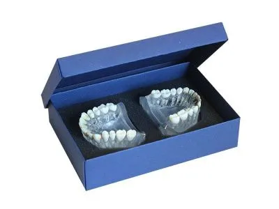 М0319 Денто-модель верхней и нижней челюстей для лечения пародонтоза ЧВН-28П