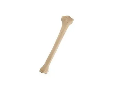 1019703 Педиатрическая правая большеберцовая кость ORTHOBone Standard