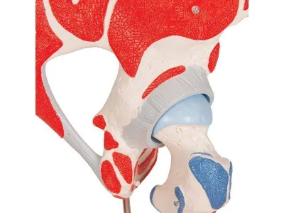 Модель тазобедренного сустава, 7 частей 3B Smart Anatomy_6