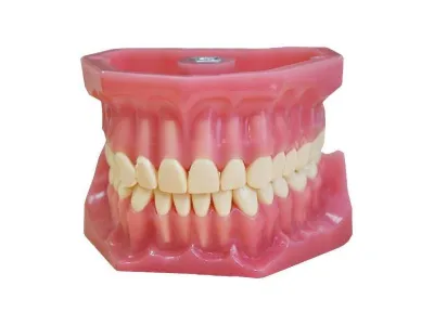 МУ0132 Стоматологический тренажер «ТС-Г.01»