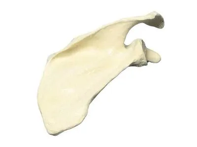 310_Композитная_модель_лопатки