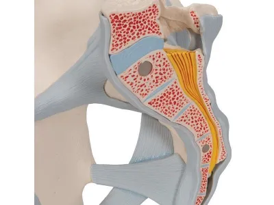 Модель мужского таза со связками, 2 части 3B Smart Anatomy_5