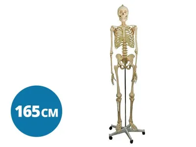 Модель скелета человека (со стойкой), 165 см