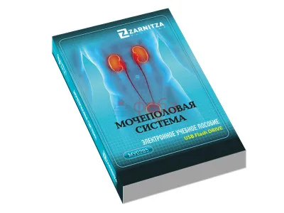 310_МУ0285_Пособие_Мочеполовая_система