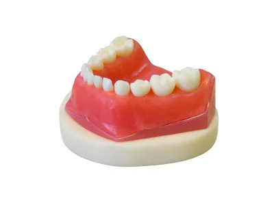 М0206 Денто-модель сменного прикуса ЧВН-24