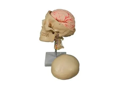 A019 Модель черепа взрослого человека с шейными позвонками и головным мозгом (на подставке)