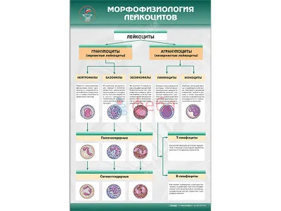 310_МУ0242_Морфофизиология_лейкоцитов