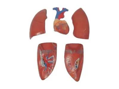 T001 Модель мужского торса разборная 85 см 19 частей