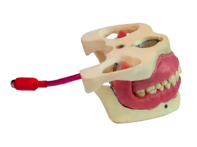 М0362 Денто-модель для проведения проводниковой анестезии