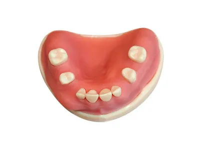 М0363 Денто-модель для хирургической практики