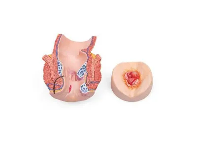 1022519 Тренажер для постановки клизм и уходу за кишечником