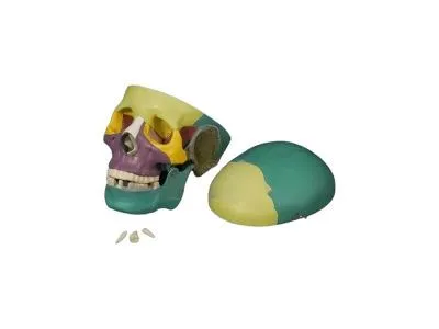 A015 Модель черепа человека с раскрашенными костями 3 части