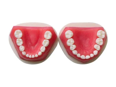 М0206 Денто-модель сменного прикуса ЧВН-24