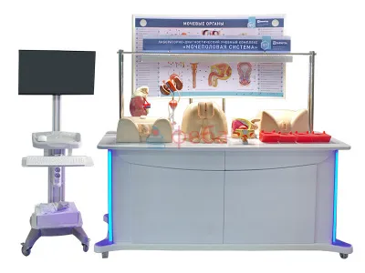 310_МУ0032_Учебный_комплекс_мочеполовая_система_1