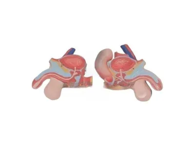 T002 Модель торса двуполая разборная 85 см 23 части