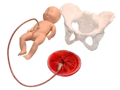 М0309 Учебно-демонстрационная модель имитации процесса родов