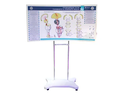 310_Комплекс_Центральная_нервная_система_3