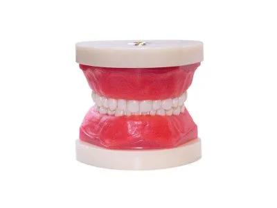 М0206 Денто-модель сменного прикуса ЧВН-24