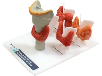 М0511 Модель щитовидной железы