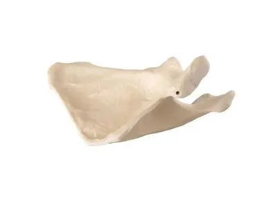 1018517 Лопатка, правая, ORTHOBone