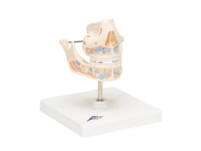 Модель молочных зубов 3B Smart Anatomy