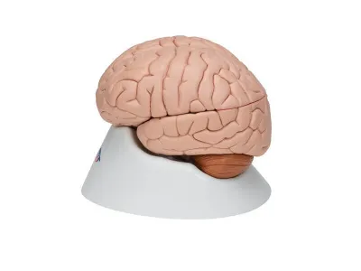Модель мозга, 8 частей 3B Smart Anatomy_4