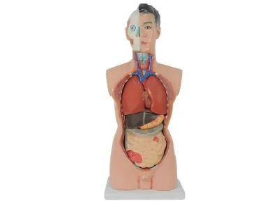 T001 Модель мужского торса разборная 85 см 19 частей