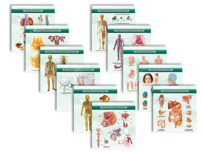 310_МУ0085_Анатомическое_строение_человека_2