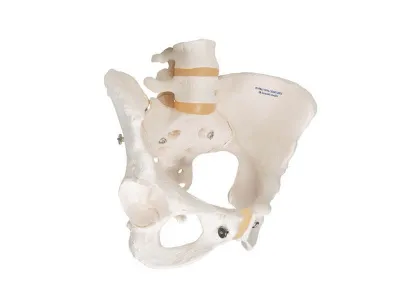 Модель женского таза 3B Smart Anatomy_1