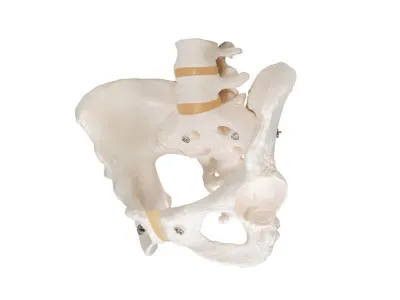 Модель женского таза 3B Smart Anatomy_4