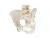 Модель женского таза 3B Smart Anatomy_4