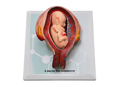 М0028 Комплект демонстрационных моделей этапов эмбриогенеза человека