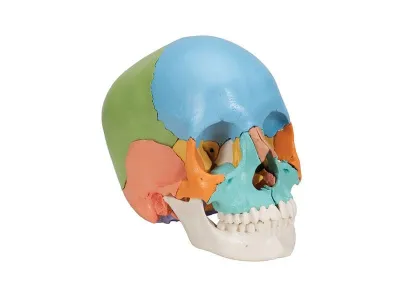 Модель черепа, дидактические цвета, 22 кости