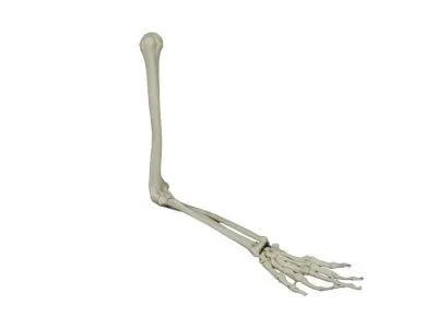 L061 правая Модель костей правой верхней конечности