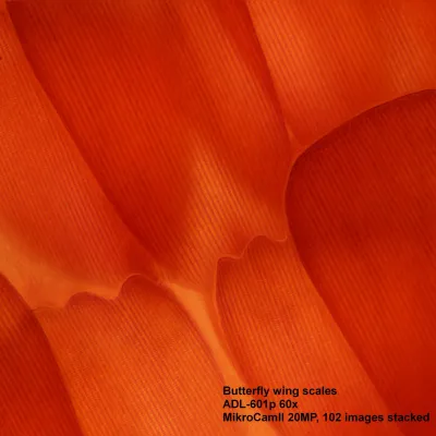 62568_microscope-bresser-science-adl-601p-50x-600x_06