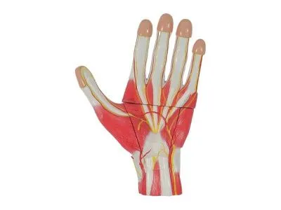SMD136 Модель строения кисти разборная 3 части