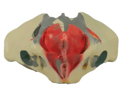 Модель женского таза с выделенными связками, мышцами и нервами