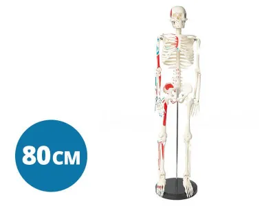 Модель скелета человека с раскрашенными местами прикрепления мышц 80 см (на подставке)