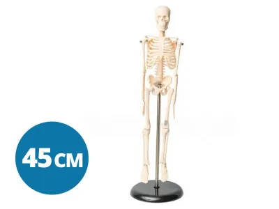 Модель скелета человека 45 см (на подставке)