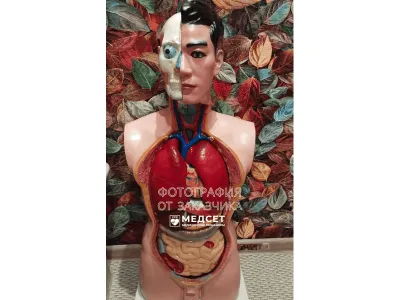 T001 Модель мужского торса разборная 85 см 19 частей