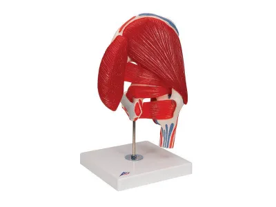 Модель тазобедренного сустава, 7 частей 3B Smart Anatomy_2