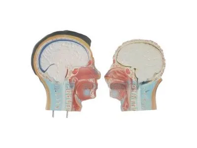 T001 Модель мужского торса разборная 85 см 19 частей
